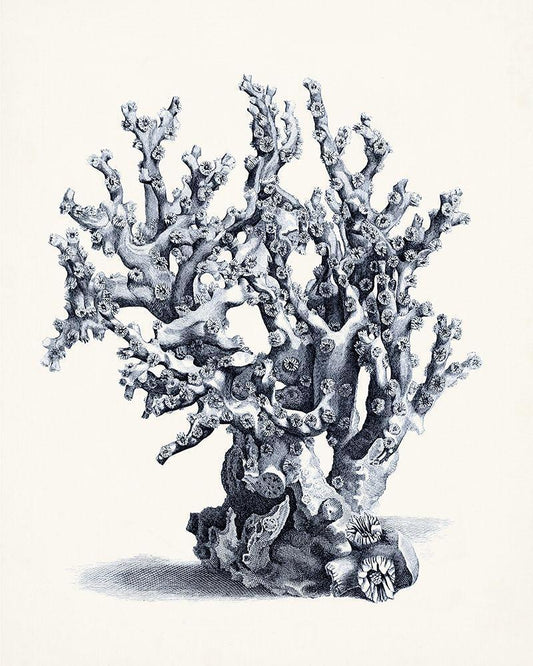 Image Only