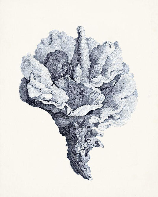 Image Only