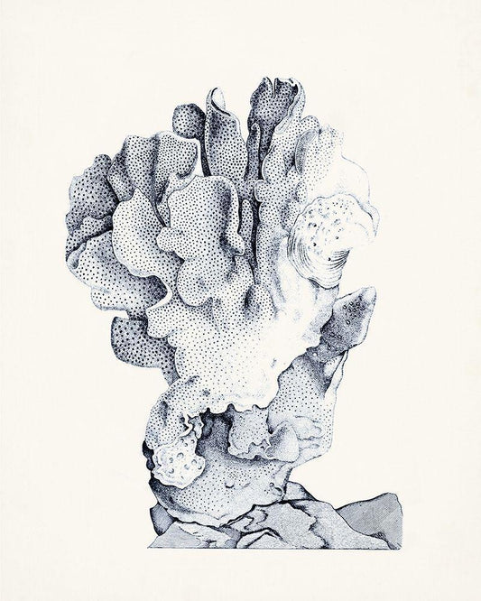 Image Only