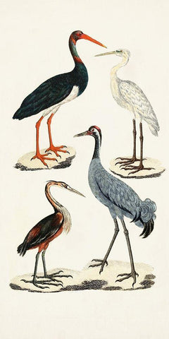 Waterbird Varieties I White Modern Wood Framed Art Print with Double Matting by Unknown