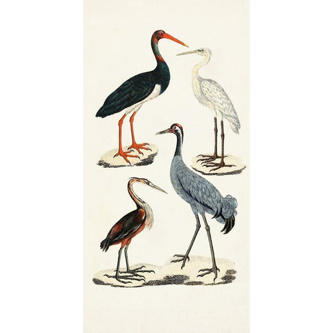 Waterbird Varieties I White Modern Wood Framed Art Print by Unknown