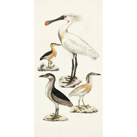 Waterbird Varieties II Black Modern Wood Framed Art Print with Double Matting by Unknown