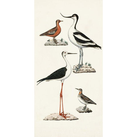 Waterbird Varieties III White Modern Wood Framed Art Print by Unknown