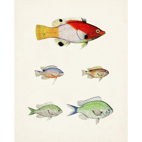 Colorful Tropical Fish I Gold Ornate Wood Framed Art Print with Double Matting by Unknown