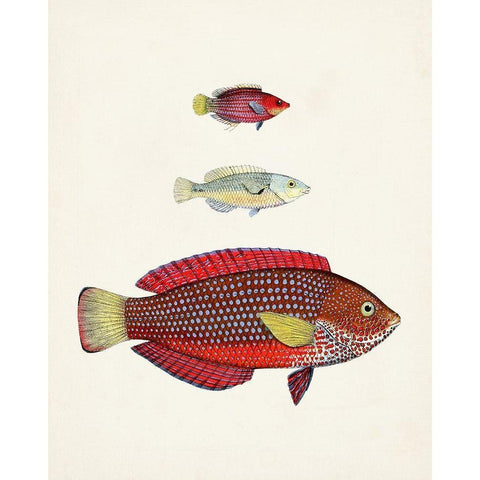 Colorful Tropical Fish II Black Modern Wood Framed Art Print by Unknown