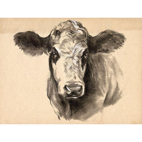 Charcoal Cow I White Modern Wood Framed Art Print by Parker, Jennifer Paxton