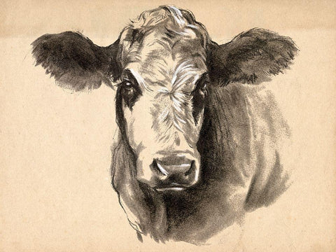 Charcoal Cow I White Modern Wood Framed Art Print with Double Matting by Parker, Jennifer Paxton