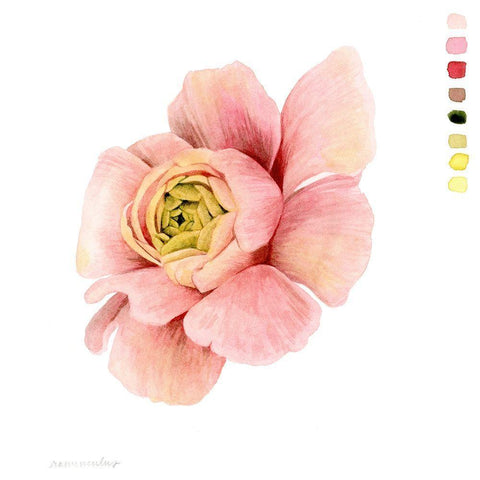 Watercolor Ranunculus Study II Black Modern Wood Framed Art Print with Double Matting by Popp, Grace