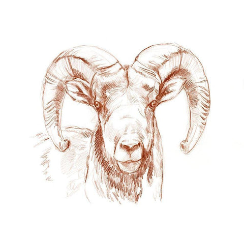 Big Horn Sheep II White Modern Wood Framed Art Print by Parker, Jennifer Paxton