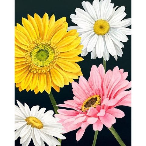 Gerbera Daisy I Black Modern Wood Framed Art Print with Double Matting by Popp, Grace