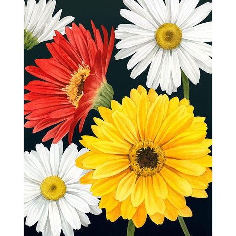 Gerbera Daisy II White Modern Wood Framed Art Print by Popp, Grace