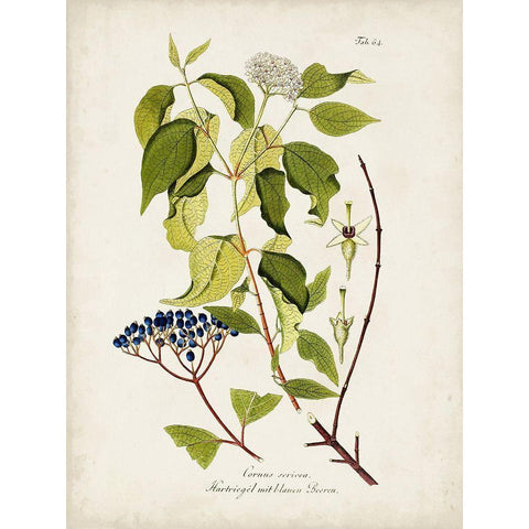 Tree in Bloom I Gold Ornate Wood Framed Art Print with Double Matting by Unknown