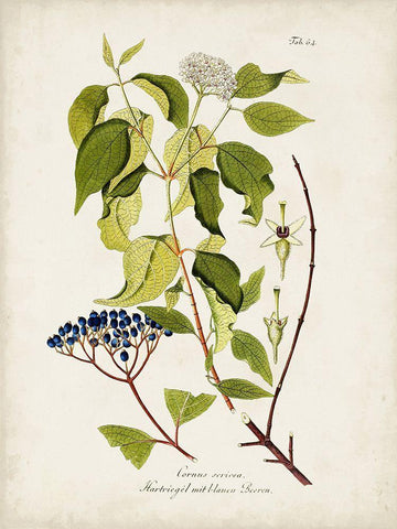 Tree in Bloom I White Modern Wood Framed Art Print with Double Matting by Unknown