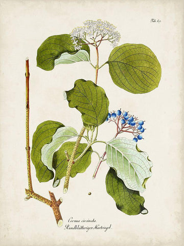 Tree in Bloom II White Modern Wood Framed Art Print with Double Matting by Unknown