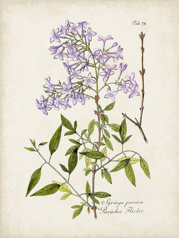 Tree in Bloom III White Modern Wood Framed Art Print with Double Matting by Unknown