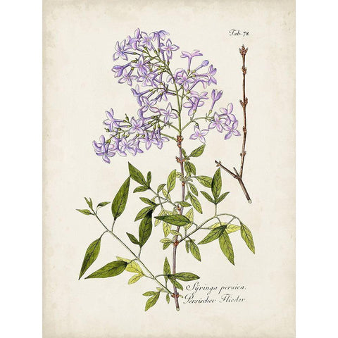 Tree in Bloom III White Modern Wood Framed Art Print by Unknown