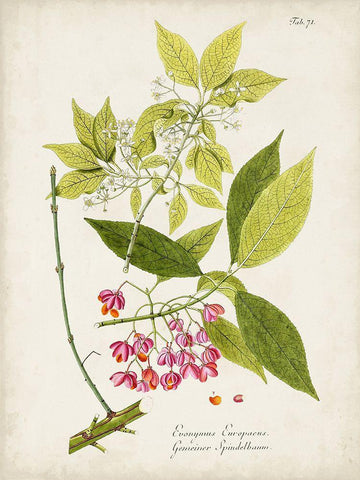 Tree in Bloom IV Black Ornate Wood Framed Art Print with Double Matting by Unknown