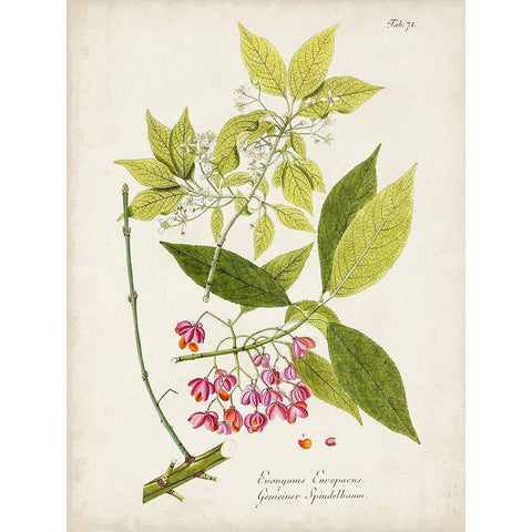 Tree in Bloom IV Black Modern Wood Framed Art Print by Unknown