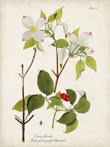 Tree in Bloom V White Modern Wood Framed Art Print with Double Matting by Unknown