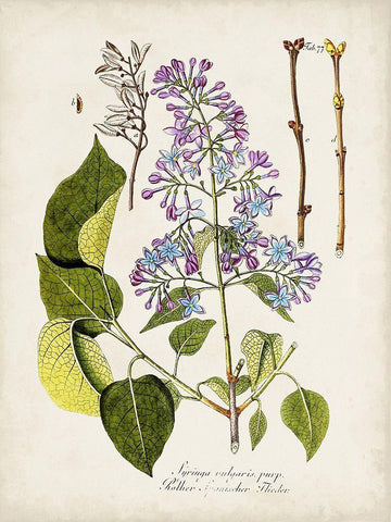 Tree in Bloom VI Black Ornate Wood Framed Art Print with Double Matting by Unknown