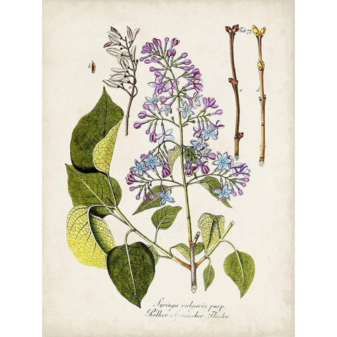 Tree in Bloom VI White Modern Wood Framed Art Print by Unknown