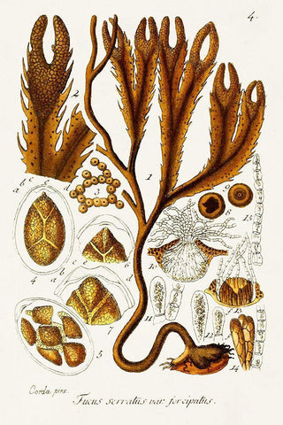 Seaweed Illustration I Black Ornate Wood Framed Art Print with Double Matting by Unknown