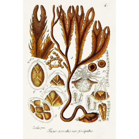 Seaweed Illustration I Black Modern Wood Framed Art Print with Double Matting by Unknown