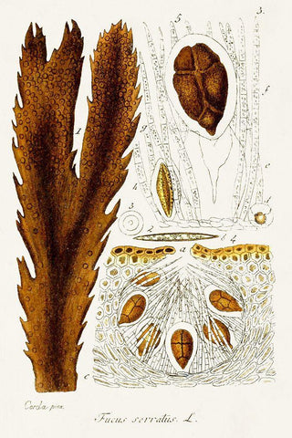 Seaweed Illustration II Black Ornate Wood Framed Art Print with Double Matting by Unknown