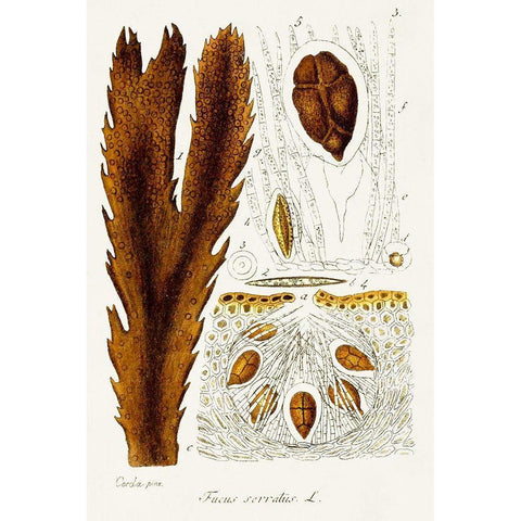 Seaweed Illustration II White Modern Wood Framed Art Print by Unknown