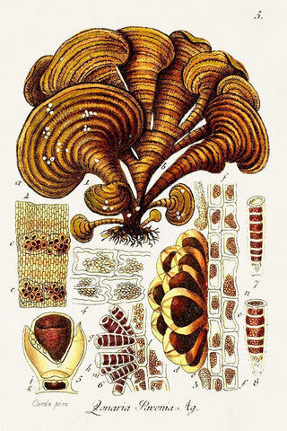 Seaweed Illustration III White Modern Wood Framed Art Print with Double Matting by Unknown