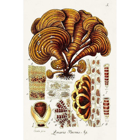 Seaweed Illustration III Black Modern Wood Framed Art Print by Unknown