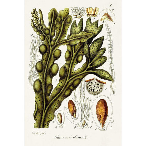 Seaweed Illustration IV Black Modern Wood Framed Art Print by Unknown