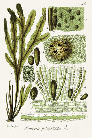 Seaweed Illustration V White Modern Wood Framed Art Print with Double Matting by Unknown