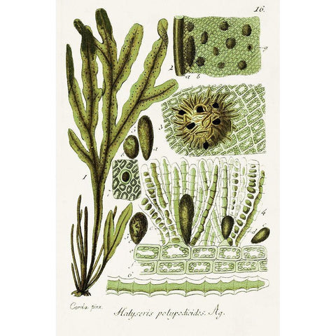 Seaweed Illustration V Gold Ornate Wood Framed Art Print with Double Matting by Unknown