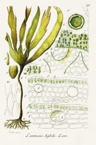 Seaweed Illustration VI White Modern Wood Framed Art Print with Double Matting by Unknown