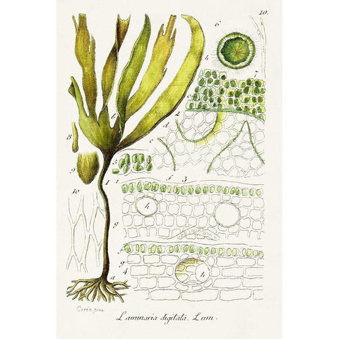 Seaweed Illustration VI Black Modern Wood Framed Art Print with Double Matting by Unknown