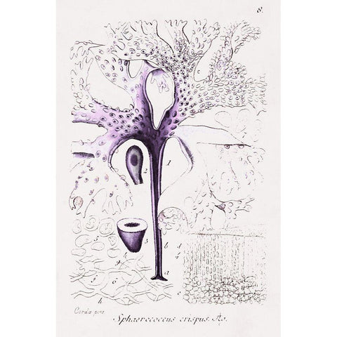 Seaweed Illustration VII Black Modern Wood Framed Art Print with Double Matting by Unknown