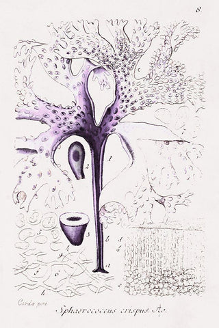 Seaweed Illustration VII Black Ornate Wood Framed Art Print with Double Matting by Unknown