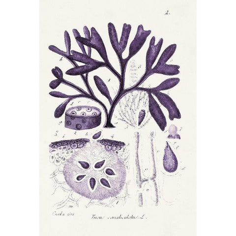 Seaweed Illustration VIII White Modern Wood Framed Art Print by Unknown