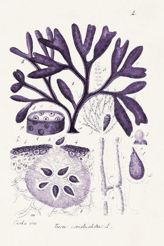 Seaweed Illustration VIII White Modern Wood Framed Art Print with Double Matting by Unknown