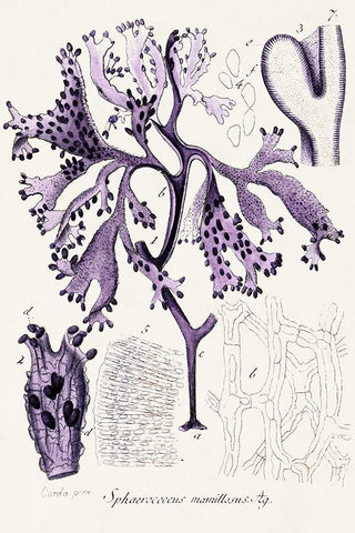 Seaweed Illustration IX White Modern Wood Framed Art Print with Double Matting by Unknown