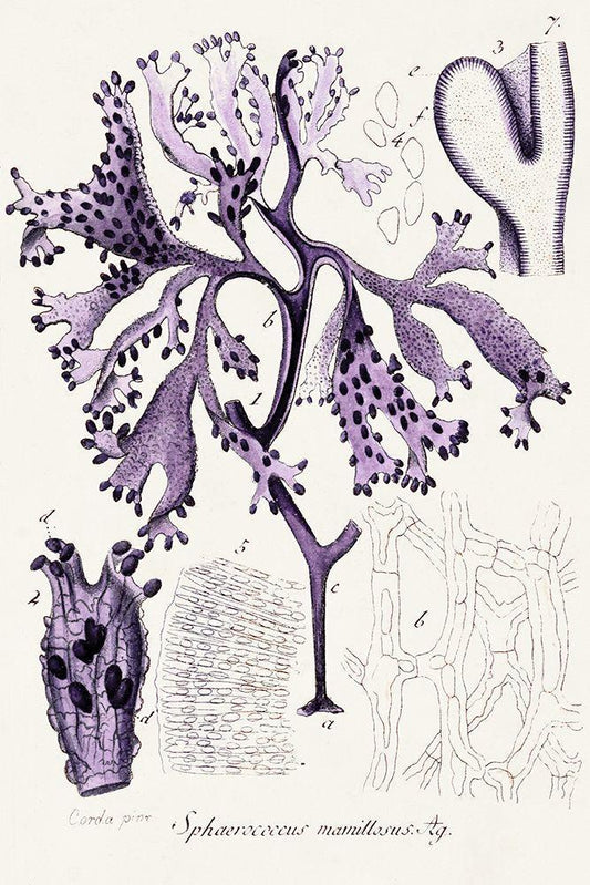 Image Only