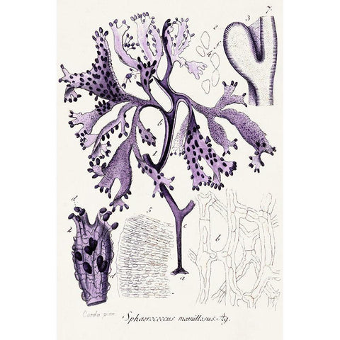 Seaweed Illustration IX Black Modern Wood Framed Art Print with Double Matting by Unknown