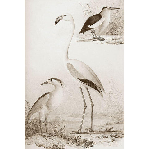 Sepia Water Birds I Gold Ornate Wood Framed Art Print with Double Matting by Unknown