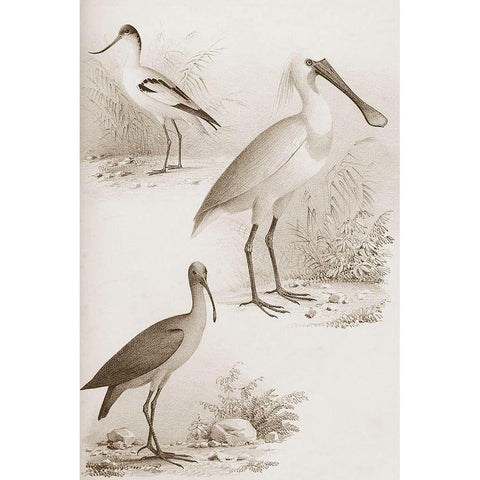 Sepia Water Birds II Black Modern Wood Framed Art Print with Double Matting by Unknown