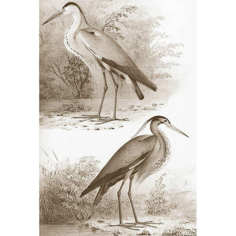 Sepia Water Birds III Black Modern Wood Framed Art Print with Double Matting by Unknown