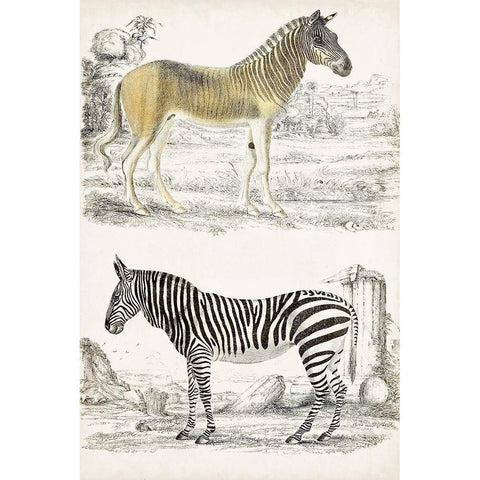 Journal of Natural History I Gold Ornate Wood Framed Art Print with Double Matting by Cuvier, Georges