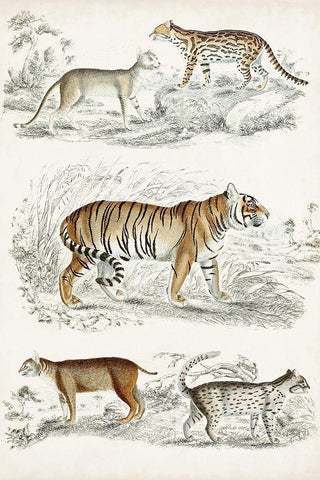 Journal of Natural History II Black Ornate Wood Framed Art Print with Double Matting by Cuvier, Georges