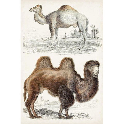 Journal of Natural History III Black Modern Wood Framed Art Print with Double Matting by Cuvier, Georges