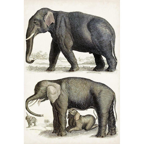 Journal of Natural History IV Gold Ornate Wood Framed Art Print with Double Matting by Cuvier, Georges